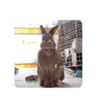 うさぎのハル 〜季節のご挨拶編〜（個別スタンプ：18）