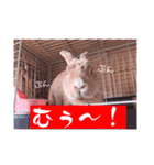うさぎのハル 〜季節のご挨拶編〜（個別スタンプ：20）