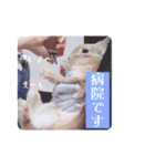 うさぎのハル 〜季節のご挨拶編〜（個別スタンプ：22）