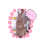 うさぎのハル 〜季節のご挨拶編〜（個別スタンプ：23）