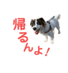 kukkarussel（個別スタンプ：1）