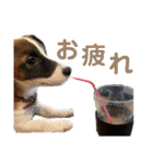 kukkarussel（個別スタンプ：13）