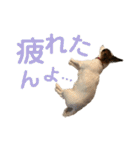 kukkarussel（個別スタンプ：33）