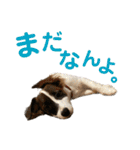 kukkarussel（個別スタンプ：35）