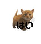 5にゃんこずスタンプ（個別スタンプ：10）