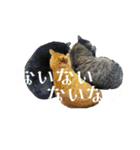 5にゃんこずスタンプ（個別スタンプ：39）