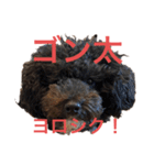 ましゴン太（個別スタンプ：1）