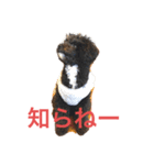 ましゴン太（個別スタンプ：5）