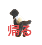 ましゴン太（個別スタンプ：8）