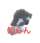 ましゴン太（個別スタンプ：16）