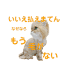 むぎまる君スタンプ（個別スタンプ：5）