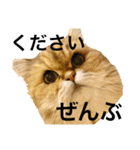 むぎまる君スタンプ（個別スタンプ：6）