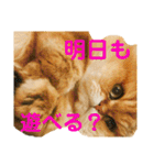 むぎまる君スタンプ（個別スタンプ：7）