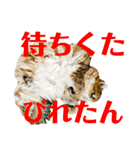 むぎまる君スタンプ（個別スタンプ：15）