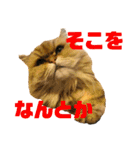 むぎまる君スタンプ（個別スタンプ：19）