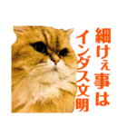 むぎまる君スタンプ（個別スタンプ：36）