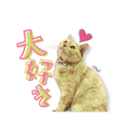 茶トラ女子猫⭐︎ちゅると仲間達①（個別スタンプ：16）