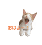 すずはちスタンプ（個別スタンプ：7）