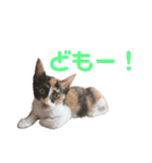 すずはちスタンプ（個別スタンプ：12）