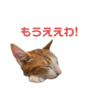 すずはちスタンプ（個別スタンプ：18）
