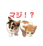 すずはちスタンプ（個別スタンプ：19）