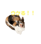 すずはちスタンプ（個別スタンプ：20）