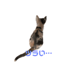 すずはちスタンプ（個別スタンプ：22）