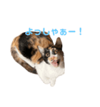すずはちスタンプ（個別スタンプ：25）