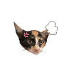 すずはちスタンプ（個別スタンプ：31）