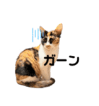 すずはちスタンプ（個別スタンプ：36）