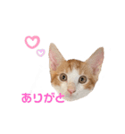 すずはちスタンプ（個別スタンプ：37）