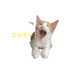 すずはちスタンプ（個別スタンプ：38）