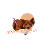 美濃柴犬のこはるちゃん（個別スタンプ：3）