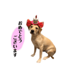 ラブラドールレトリーバー(ぼー2)（個別スタンプ：1）