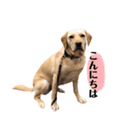 ラブラドールレトリーバー(ぼー2)（個別スタンプ：3）