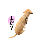 ラブラドールレトリーバー(ぼー2)（個別スタンプ：6）