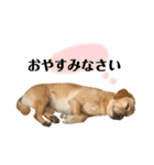 ラブラドールレトリーバー(ぼー2)（個別スタンプ：7）