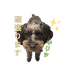 どーら（ミニチュアシュナウザーの女の子）（個別スタンプ：9）