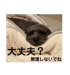 どーら（ミニチュアシュナウザーの女の子）（個別スタンプ：13）