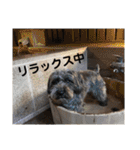 どーら（ミニチュアシュナウザーの女の子）（個別スタンプ：23）