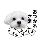 年中使える白い犬（個別スタンプ：1）