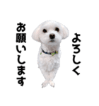 年中使える白い犬（個別スタンプ：3）