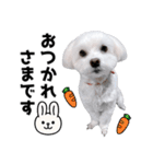 年中使える白い犬（個別スタンプ：4）