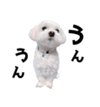 年中使える白い犬（個別スタンプ：5）