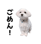 年中使える白い犬（個別スタンプ：7）