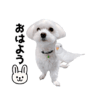 年中使える白い犬（個別スタンプ：9）