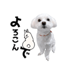 年中使える白い犬（個別スタンプ：14）