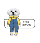 年中使える白い犬（個別スタンプ：17）