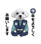 年中使える白い犬（個別スタンプ：24）