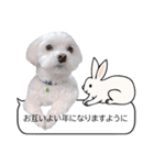 年中使える白い犬（個別スタンプ：26）